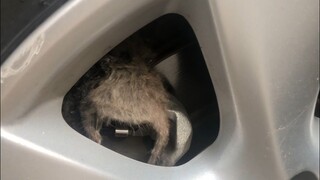 Outrageous car repair issues mechanics encounter—customer, where’s your driveshaft?