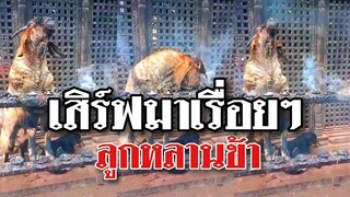 เจ้าปู่สายควันแห่งจักราศีเมษ เสริฟมาเรื่อยๆลูกหลานข้า @Awesome Videos