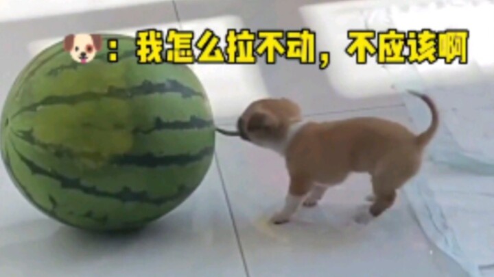 Harum padi berpadu dengan anjing, menyembuhkan segalanya!