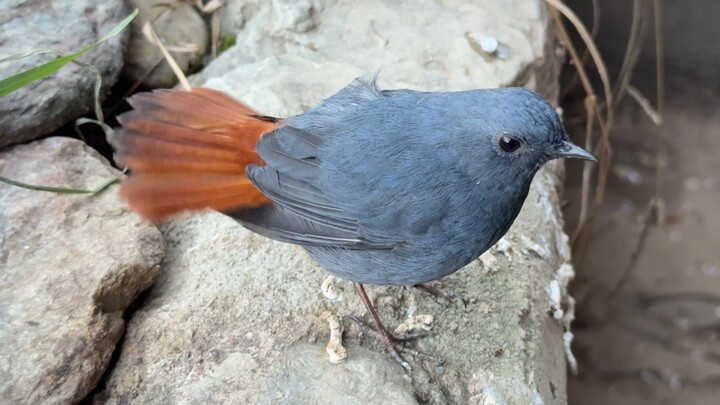 Blueberry megah yang pemarah, aku benar-benar tidak berani mengusiknya!