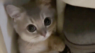 So cute—its little hands are so soft!