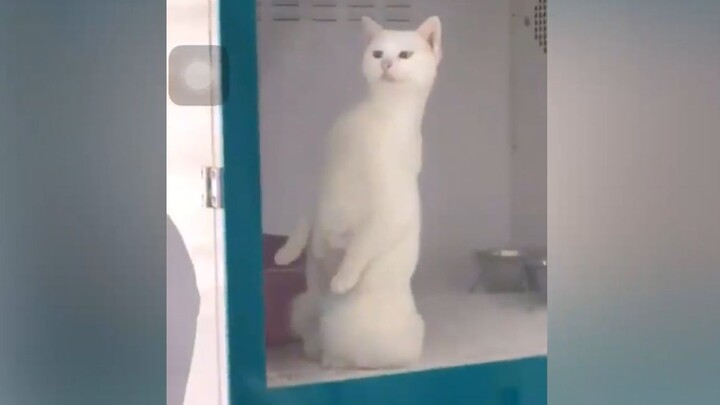 Cat: What are you doing?! Let me take a peek!