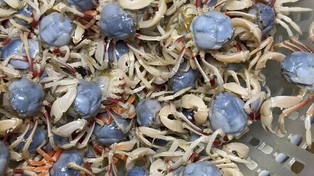 Sand crabs caught during low tide in Beihai—let’s make sand crab broth today #DeliciousOnTheTongue #