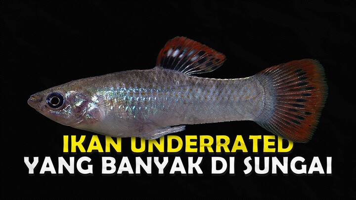 KATANYA IKAN MOLLY JELEK DAN GAK BERGUNA DALAM AKURIUM BENARKAH