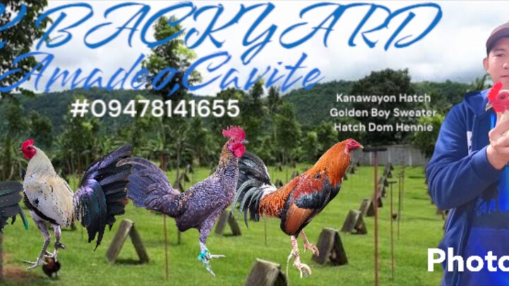 Broodcock kanawayon#MKBackyard#MKBackyardII#MKBDGamefowl