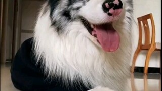 《爹不行别怪路不平》