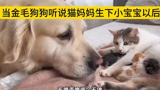 当金毛狗狗听说猫妈妈生下小宝宝以后