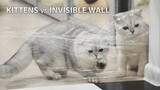 Silver Kittens Dimmi, Diamond and Day – Invisible Wall Challenge