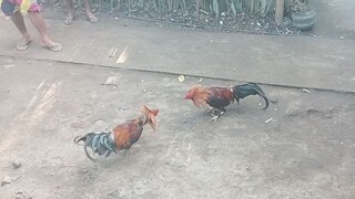 1day 2xwiner Wala sugat unang laban kaya pinadalawa Wala lng video unang laban,