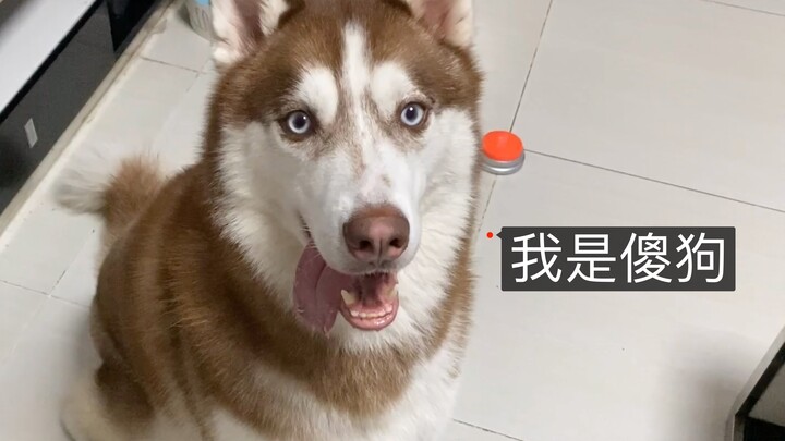 ฮัสกี้: แนะนำตัว!