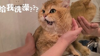 实心猫洗澡，嘴就没闭上过！