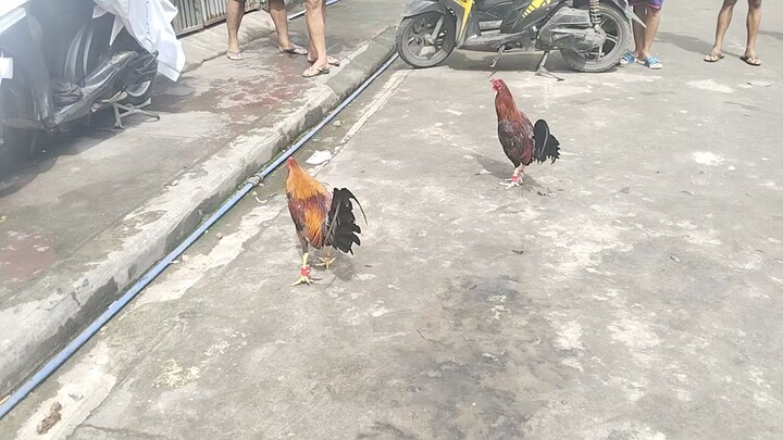 mura na may kunting sabong