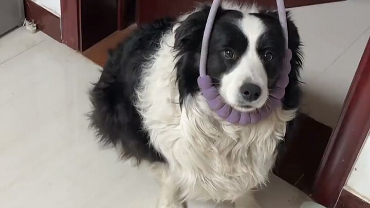 The main reason I don’t get a Border Collie is because I’m afraid it’ll think I’m dumb!