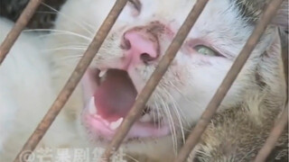 甘地先生的一句名言：“对待动物的态度 决定一个民族...