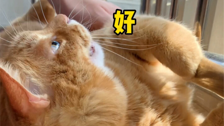 我的猫真是太宠我了