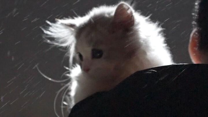 Who wouldn’t love to have a fairy-like cat?