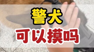 警犬可以摸吗？