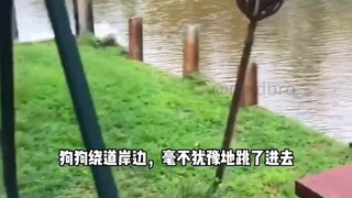 狗狗爱你胜过爱自己