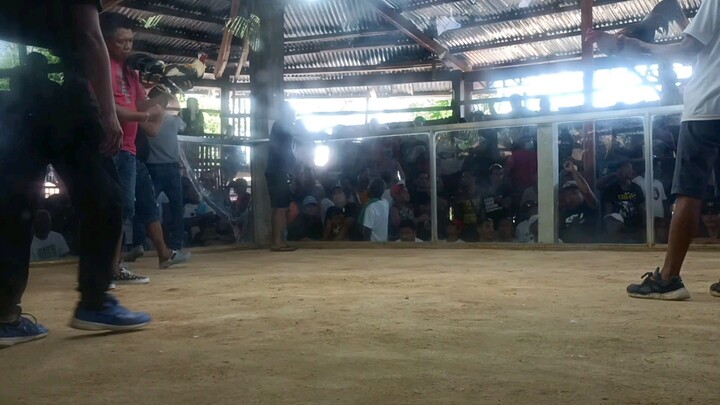second fight grey ulit