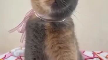 nice cat supper cute!!!