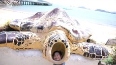 หนูทดลอง Little Explorers ไปฝึกงานเป็น "นักอนุรักษ์เต่าทะเล" วันอาทิตย์ที่ 10 ส.ค. เวลา 09.45 น.