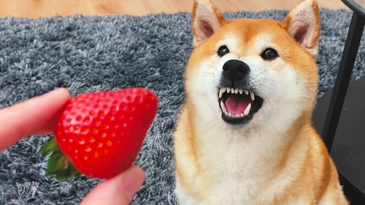 มีหมาตัวหนึ่งที่ใจจดจ่ออยู่กับการกินยอดสตรอว์เบอร์รี!
