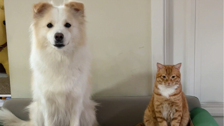 Pamper when it’s time to pamper, and discipline when it’s time to discipline (paw fur has been trimm