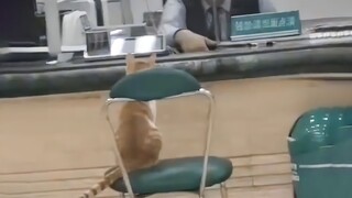 القط: مرحباً، أريد أن أتحقق من رصيد السمك