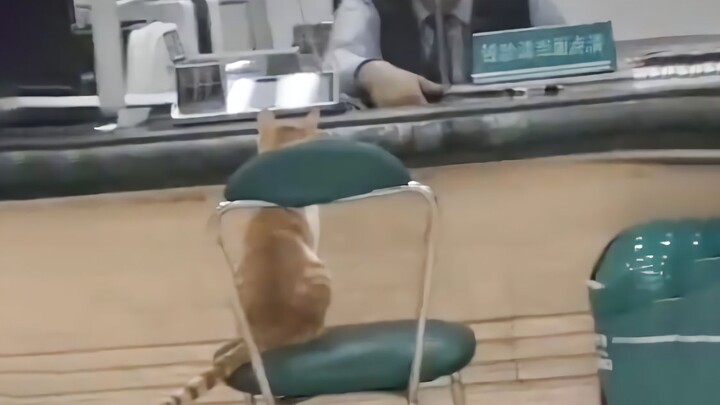 Cat: Hello, I'd like to check my fish bill.