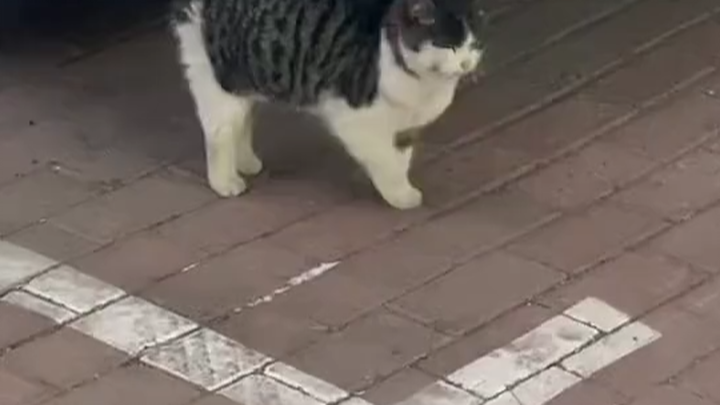 Nỗi phiền của chú mèo nhỏ ở Đông Bắc