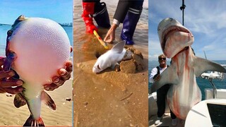 Catching Seafood 🦀 ASMR Relaxing (Catch Shark , Catch Fish ,Deep Sea Monster )