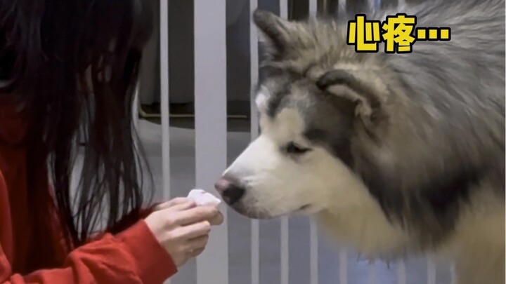 我的小狗啊 你可以永远无忧无虑地做一个小孩 别再这么懂事了