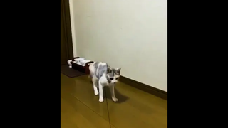 เป็นแมวหรือลิง