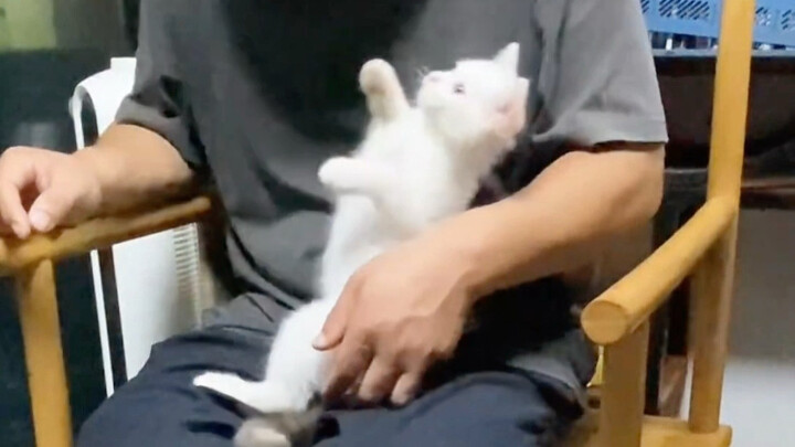 Gerakannya yang begitu terampil ini, lucu banget deh!