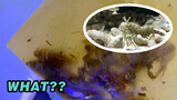 [Hewan]12 Ekor Monkey Shrimp Palsu yang Kubeli Semuanya Mati