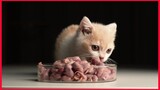 Kitten Eating 100 Germ Free Mice.