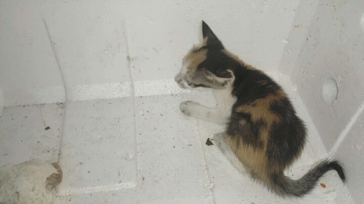 เก็บแมวข้างทางมาตัวหนึ่ง ไม่รู้ว่าเป็นของใคร