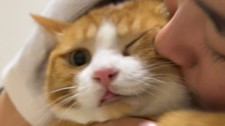 Nương Nương Thạch Cơ đã ăn hết cả bốn chú heo con rồi!!