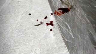 Nyamuk mati dengan mata terbuka_HD