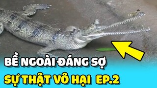 💥 Top những động vật ĐÁNG SỢ BỀ NGOÀI nhưng lại VÔ HẠI với con người - Phần 2 | TIN GIẢI TRÍ