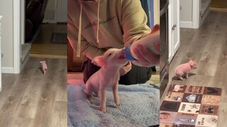 可爱的猪猪女孩