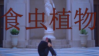 *̩̩̥*̩̩̥ 食虫植物🐦‍⬛【即兴】
