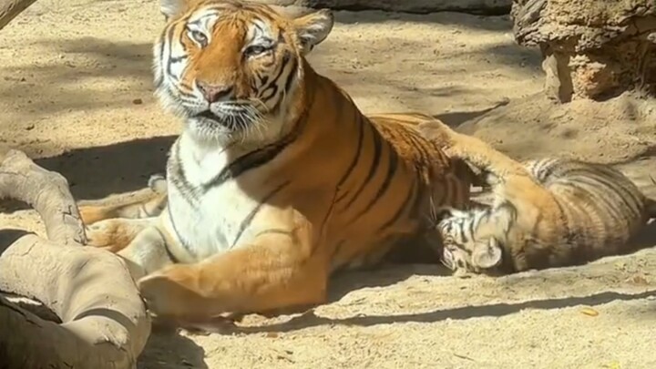 Mẹ hổ trong sở thú chăm sóc năm chú hổ con của mình