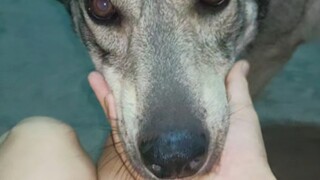 Dog Mom: I'll keep watching you.