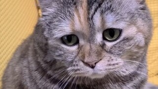 A kind mom would never bear to let me go hungry, right?
