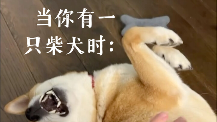 When You Have a Shiba Inu: