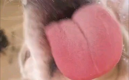 Pandangan dari Mangkuk: Anjing Lucu Makan