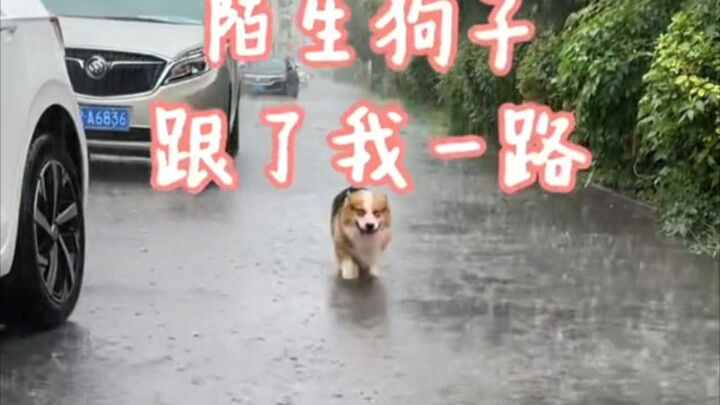 Chú corgi theo tôi suốt chặng đường, tôi coi cậu như anh em, còn cậu thì coi tôi là gì chứ?!