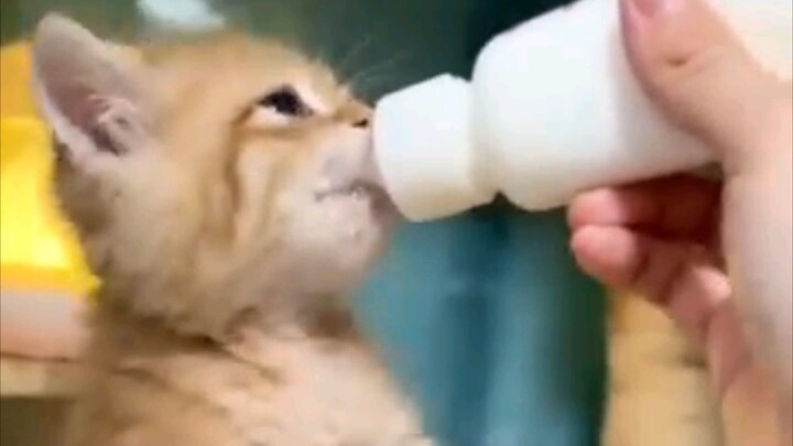 Kitten is drinking milk