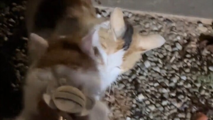 The kitten will never forget its mother.